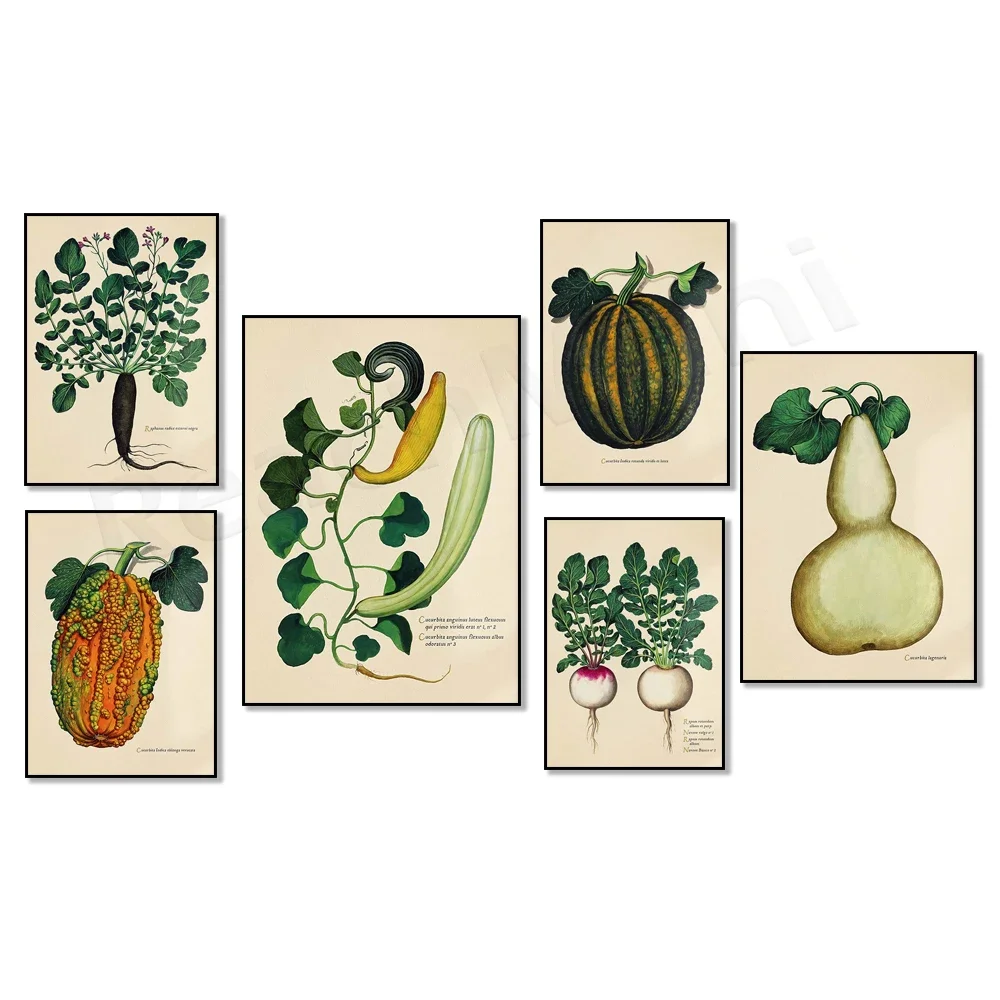 Vintage Botanical Poster - Vegetable Plant - Green Potimarron, Radish, Round Radish, Butternut Squash from Morocco, Kitchen Deco