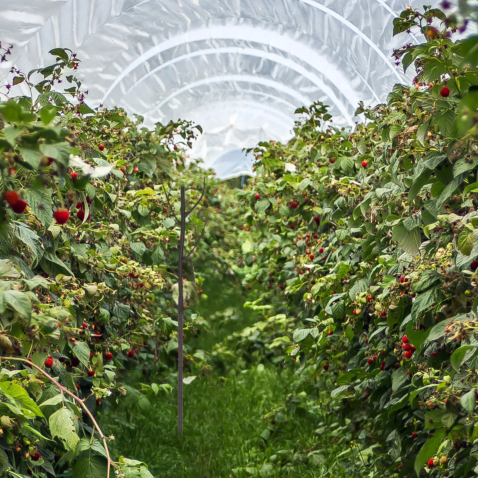 

5 set Vine Plant Trellis For Climbing Plants Indoor Strong Support Garden Trellis Potted Plants Vine Plant Support