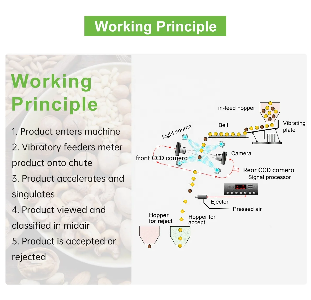 Machine de tri de couleurs de noyaux de noix et de macadamia directe, machines de transformation des aliments