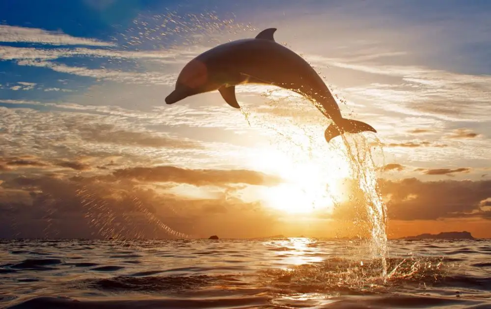 

Jumping Dolphin Art Film Print Silk Poster Home Wall Decor 24x36inch