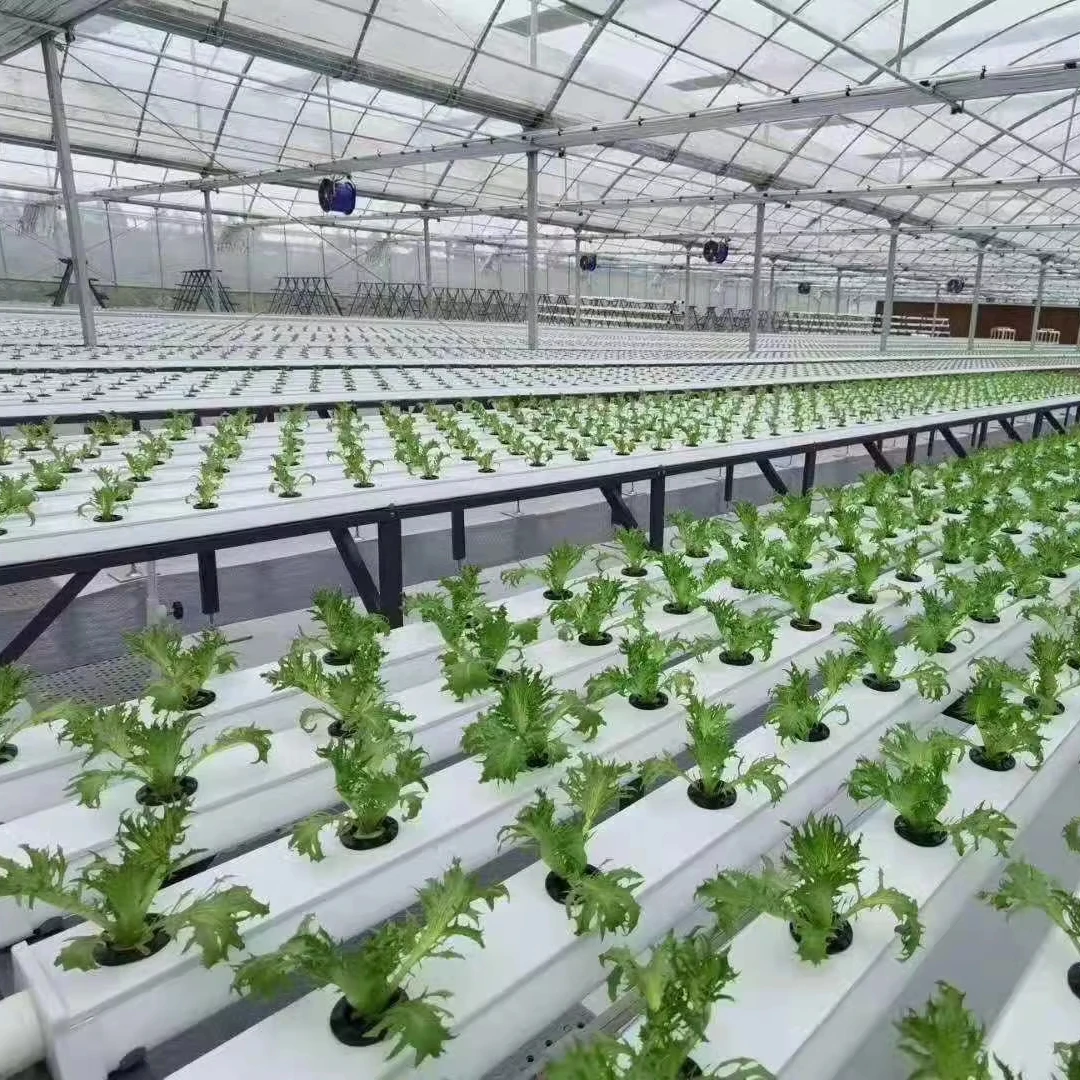 Sistem Tanam Hidroponik Komers - Hydroponic Nft Channel ulasan dan harga