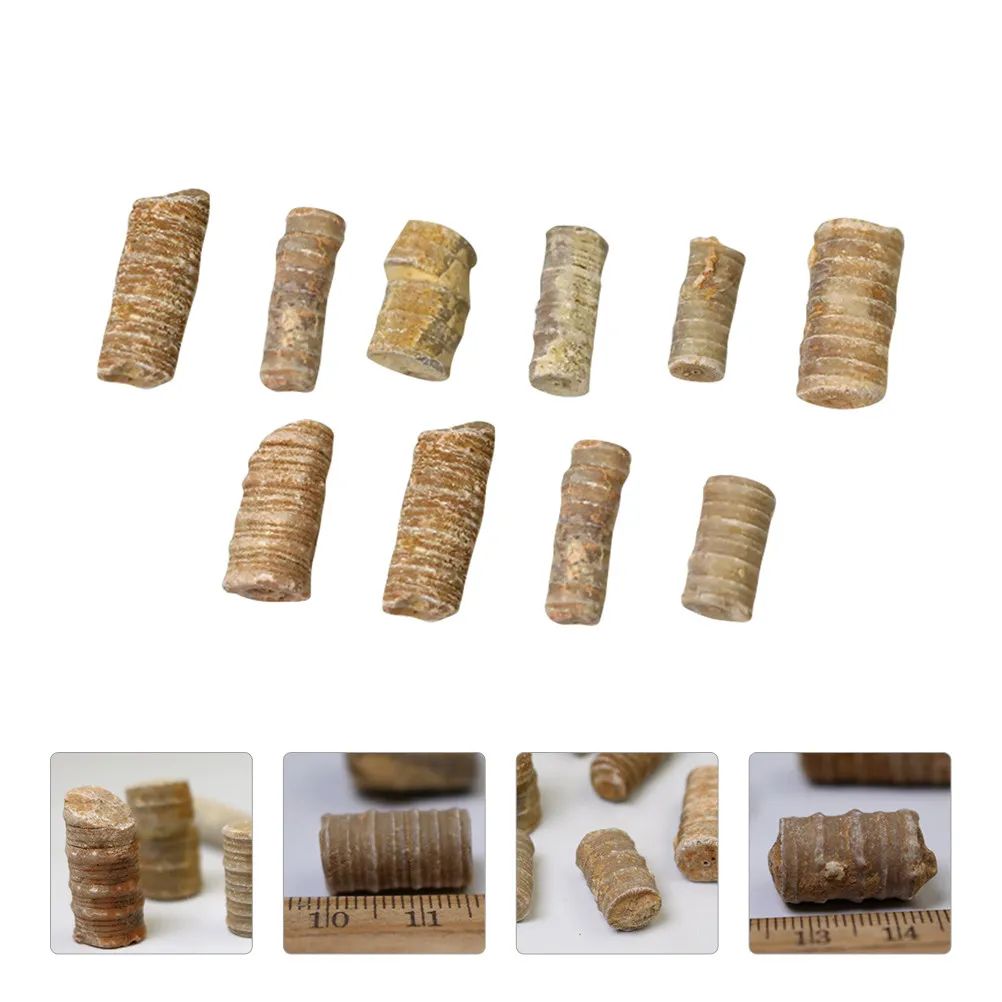 

10 шт. образцов морских эхинодермов для научных исследований, домашнего декора, палеонтологических исследований и образовательного использования