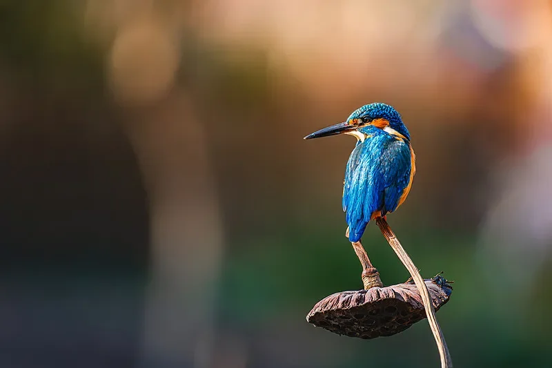 

2 Pairs Gemfan Hurricane Propellers(6045 6inch / 7050 7inch)-3-Blade PC,for Multirotor FPV Freestyle Long Range Drones DIY Parts