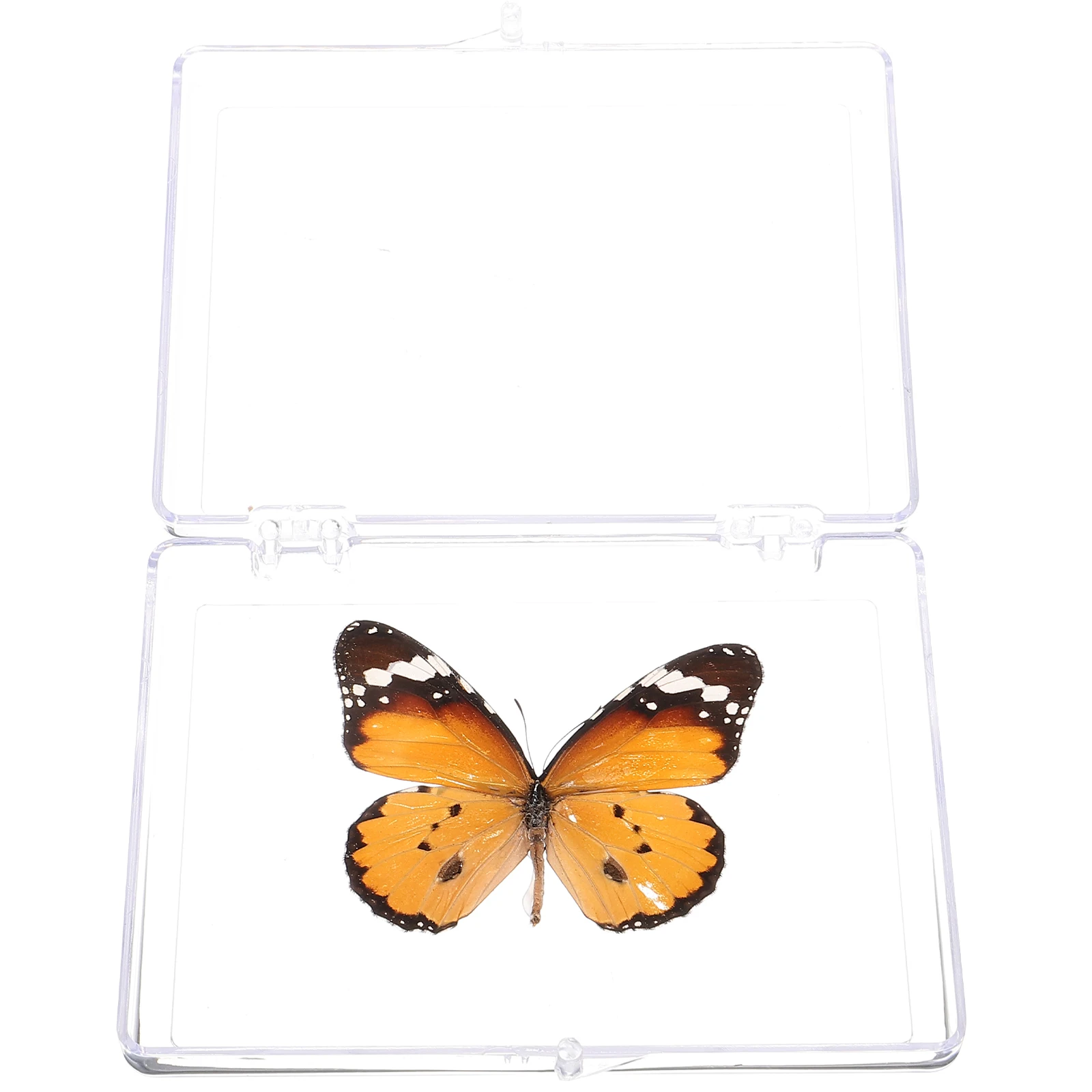 

Butterfly Specimen Ornaments Exquisite Craftsmanship Home Decoration Teaching Supplies Plastic Display Case Student Gifts Insect