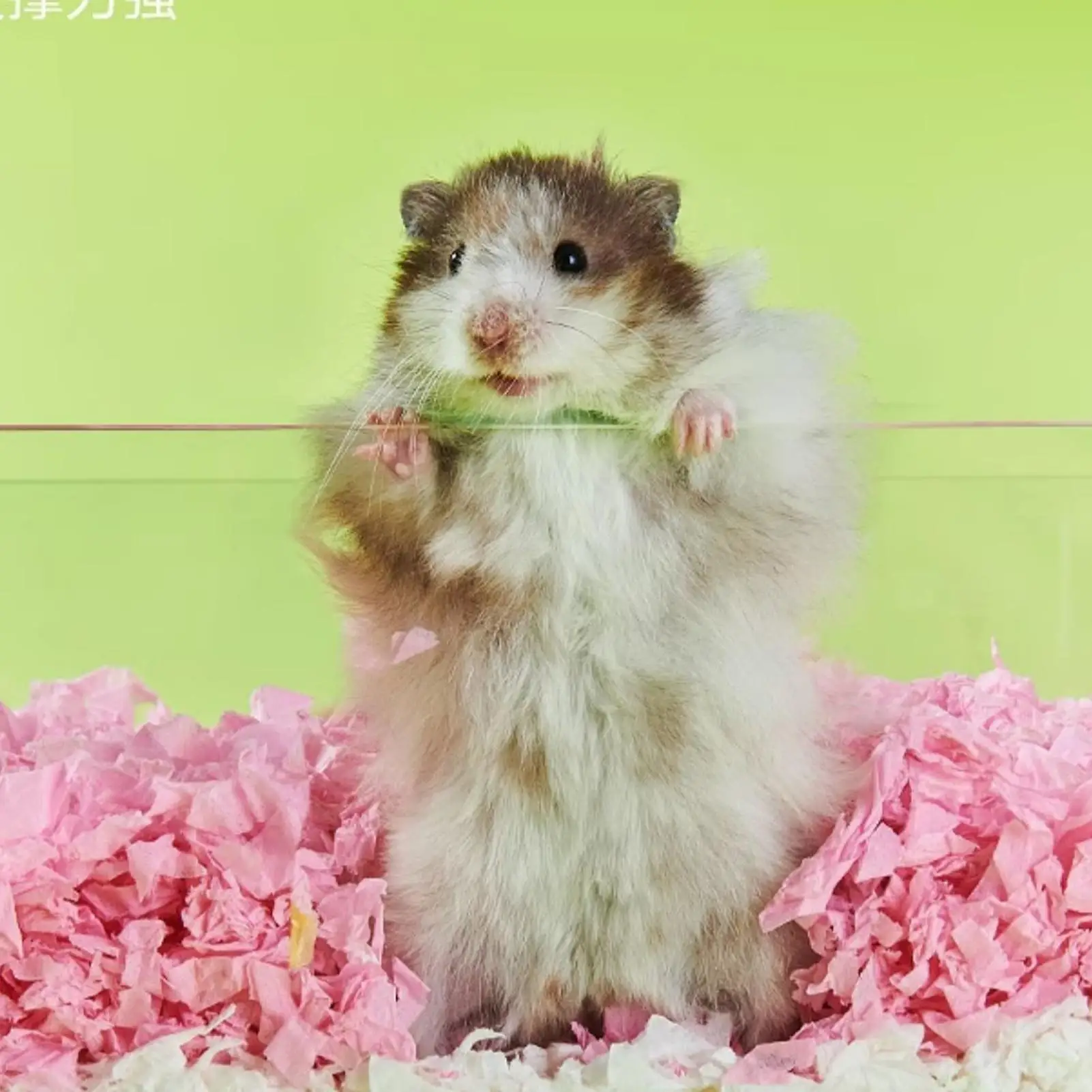 ΠΠΎΡΡΠ΅Π»ΡΠ½ΠΎΠ΅ Π±Π΅Π»ΡΠ΅ Π΄Π»Ρ ΠΌΠ°Π»Π΅Π½ΡΠΊΠΈΡ
Π΄ΠΎΠΌΠ°ΡΠ½ΠΈΡ
ΠΆΠΈΠ²ΠΎΡΠ½ΡΡ
, ΠΌΡΠ³ΠΊΠΈΠ΅ ΠΏΠΎΡΡΠ΅Π»ΡΠ½ΡΠ΅ ΠΏΡΠΈΠ½Π°Π΄Π»Π΅ΠΆΠ½ΠΎΡΡΠΈ Ρ ΠΊΠΎΠ½ΡΡΠΎΠ»Π΅ΠΌ Π·Π°ΠΏΠ°Ρ
Π°, ΡΠΈΡΠΈΠΉΡΠΊΠΈΠΉ Π³Π½ΠΎΠΌ, Π°ΠΊΡΠ΅ΡΡΡΠ°ΡΡ Π΄Π»Ρ ΠΊΠ»Π΅ΡΠΎΠΊ, ΠΊΡΠΎΠ»ΠΈΠΊΠΈ, ΡΡΠΏΠ»ΡΡΠ°, ΡΠΈΠ½ΡΠΈΠ»Π»Ρ, ΠΏΠ΅ΡΡΠ°Π½ΠΊΠΈ, ΠΌΠ°Π»Π΅Π½ΡΠΊΠΈΠ΅ ΠΠΎΡΡΠ΅Π»ΡΠ½ΠΎΠ΅ Π±Π΅Π»ΡΠ΅ Π΄Π»Ρ ΠΌΠ°Π»Π΅Π½ΡΠΊΠΈΡ
Π΄ΠΎΠΌΠ°ΡΠ½ΠΈΡ
ΠΆΠΈΠ²ΠΎΡΠ½ΡΡ
, ΠΌΡΠ³ΠΊΠΈΠ΅ ΠΏΠΎΡΡΠ΅Π»ΡΠ½ΡΠ΅ ΠΏΡΠΈΠ½Π°Π΄Π»Π΅ΠΆΠ½ΠΎΡΡΠΈ Ρ ΠΊΠΎΠ½ΡΡΠΎΠ»Π΅ΠΌ Π·Π°ΠΏΠ°Ρ
Π°, ΡΠΈΡΠΈΠΉΡΠΊΠΈΠΉ Π³Π½ΠΎΠΌ, Π°ΠΊΡΠ΅ΡΡΡΠ°ΡΡ Π΄Π»Ρ ΠΊΠ»Π΅ΡΠΎΠΊ, ΠΊΡΠΎΠ»ΠΈΠΊΠΈ, ΡΡΠΏΠ»ΡΡΠ°, ΡΠΈΠ½ΡΠΈΠ»Π»Ρ, ΠΏΠ΅ΡΡΠ°Π½ΠΊΠΈ, ΠΌΠ°Π»Π΅Π½ΡΠΊΠΈΠ΅