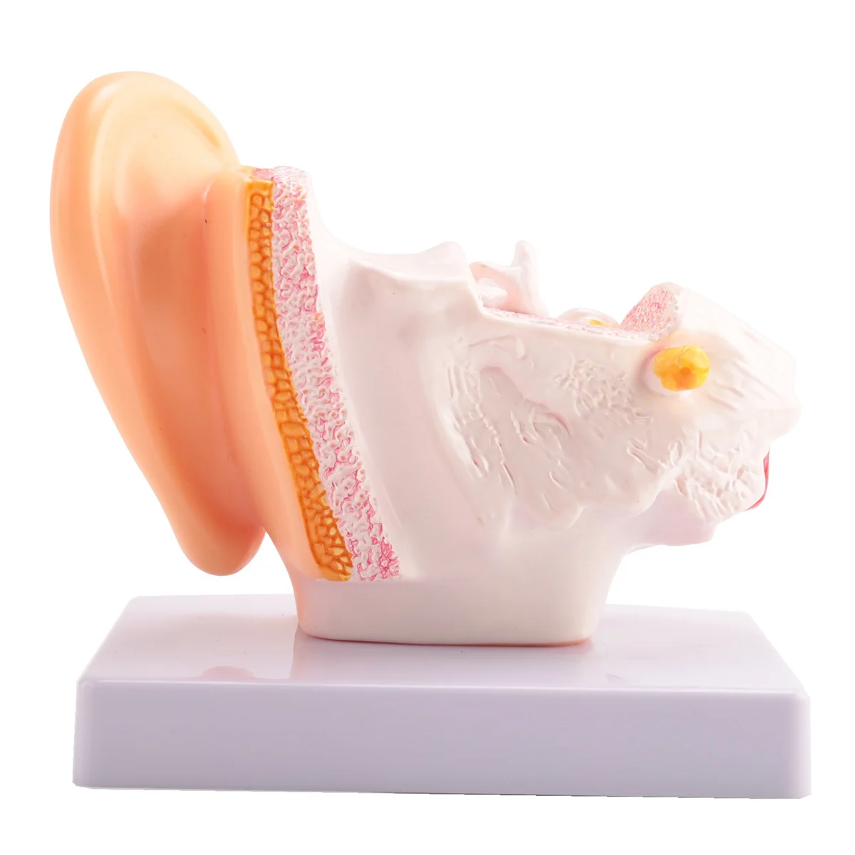 1.5 Times Human Ear Anatomy Model Showing Organs Structure Of the Central and External Ears Teaching Supplies