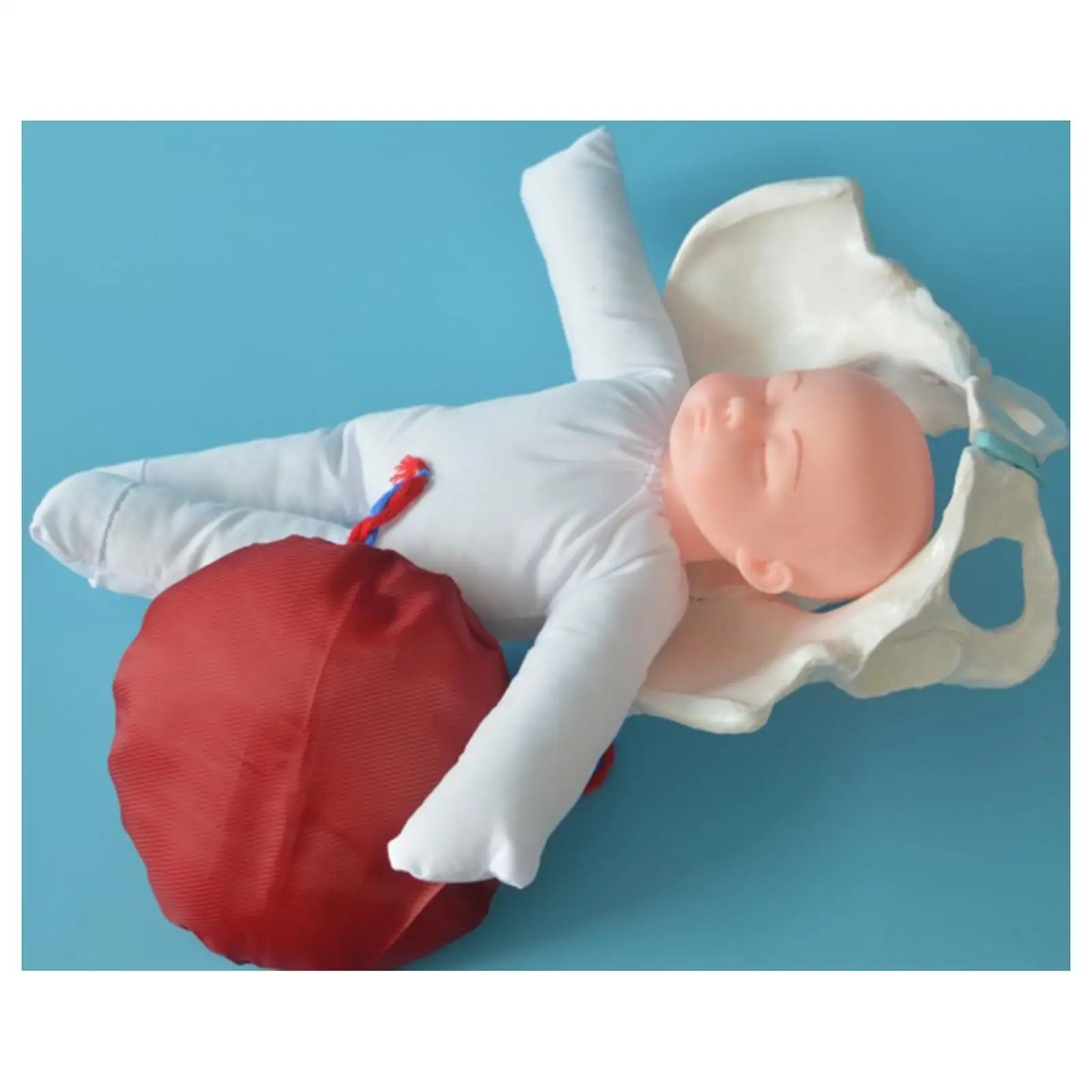 Female Pelvis Model Life Size Teaching Aids Educational Tool for Science Education Medical Education Study Midwife in Obstetrics