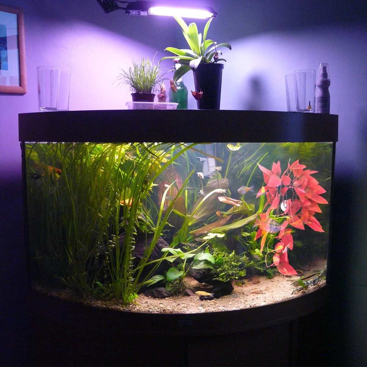 

Artificial Aquarium Plants Rattan For Fish Tank Decor Fresh Saltwater Safe Easy Clean Fish Tank Plants Red