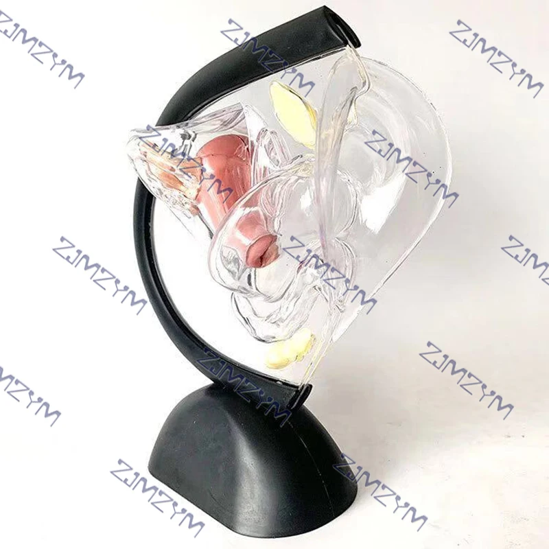 Female Reproductive System Model Transparent Uterus Model Female Anatomical Model For Medical Teaching Presentations