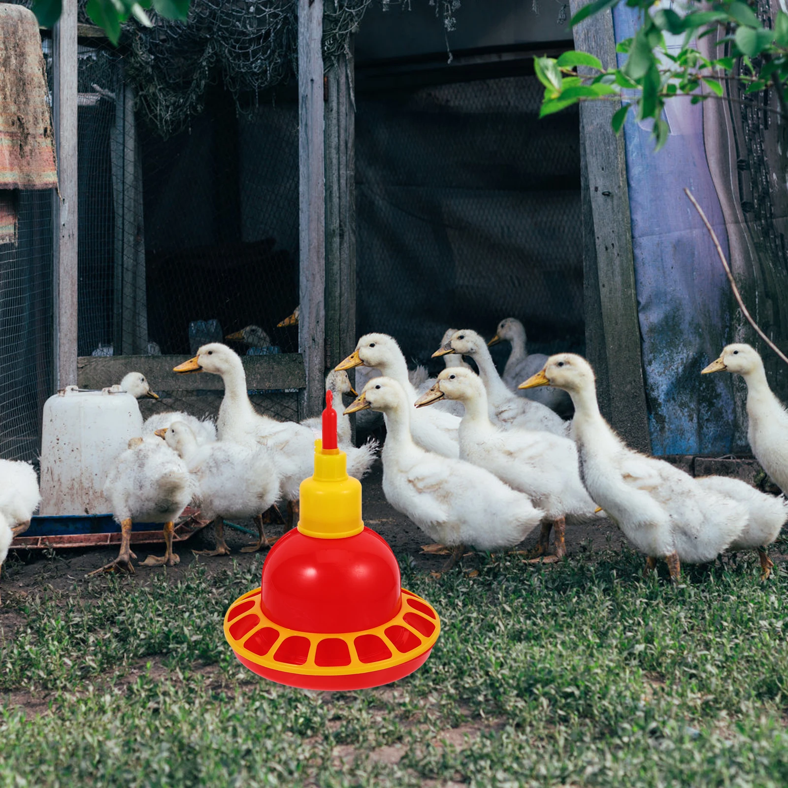 

Sturdy Plastic Pigeon Dispenser Durable Bird Feeding Container Automatic Chicken Waterer For Home Shop Use Durable