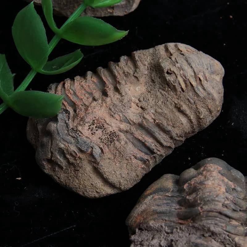 1Pcs Flexicalymene Moroccan Trilobites Fossil 8-9Cm Morocco