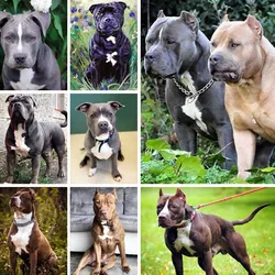 American Pit Bull Terrier Dog Diamond Painting 5D Diy Bully Puppies Breed Diamond Embroidery Mosaic Full Rhinestones Painting