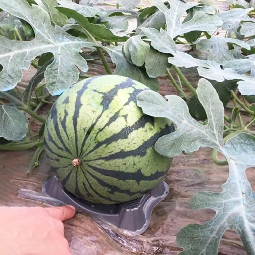 

Garden Melon Cradle Garden Watermelon Holder 50 Pcs Plastic Melon Cradle Sturdy Garden Watermelon Support Stand for Pumpkin