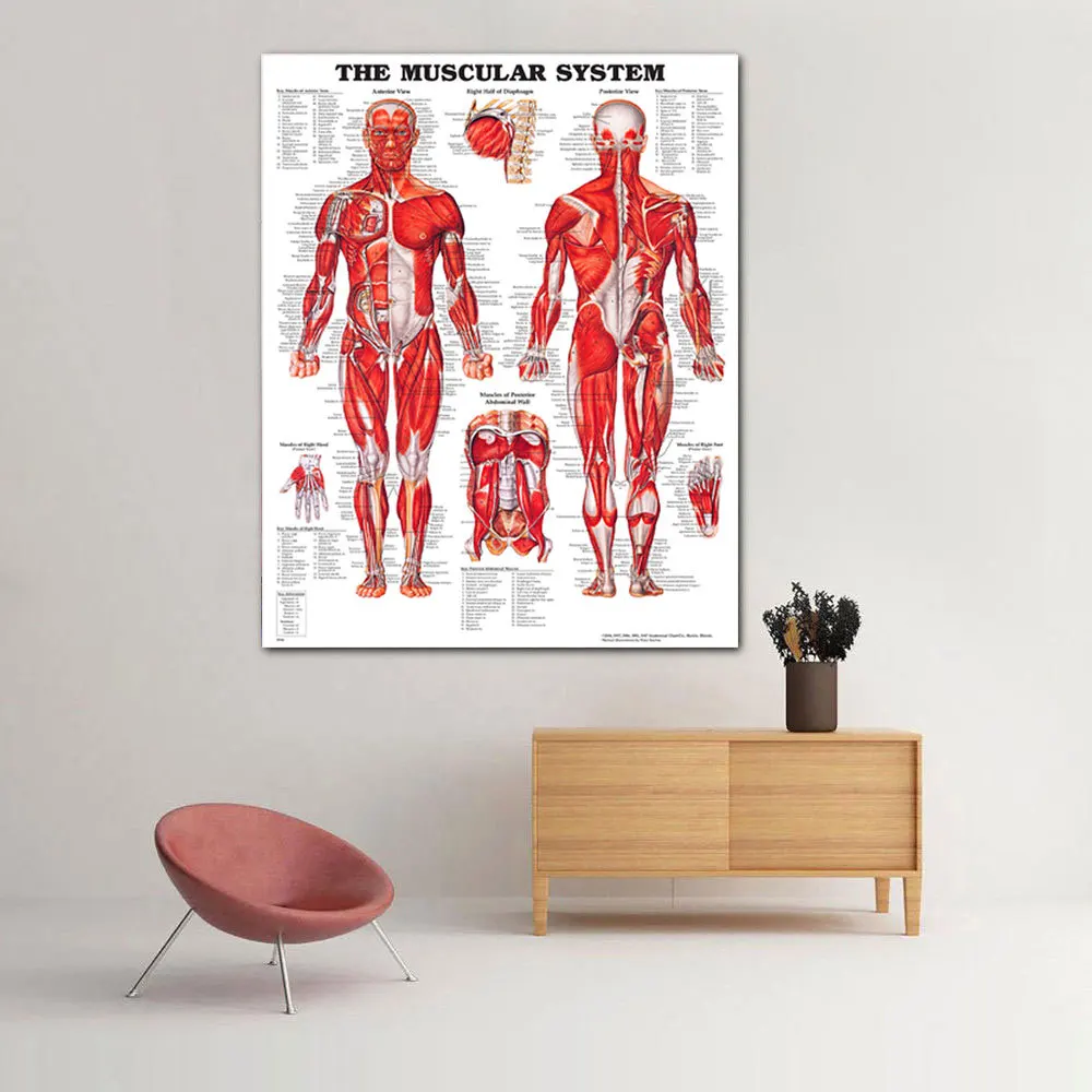 Human muscle system, human art poster, canvas painting, home painting, HD painting core.