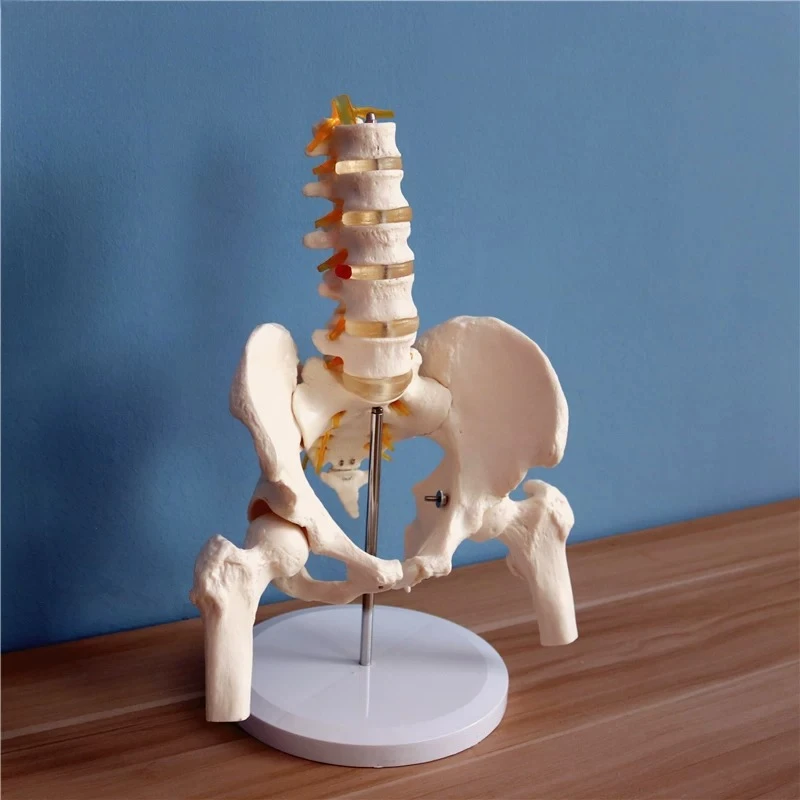 5-Segment Lumbar Spine with Pelvis Anatomical Model Detachable Bone Assembly Orthopedic Human Skeleton Teaching Aid