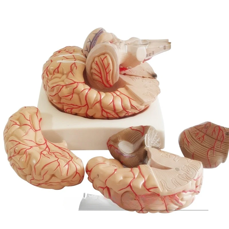 Human brain anatomy structure Arteries Cerebral vascular distribution model