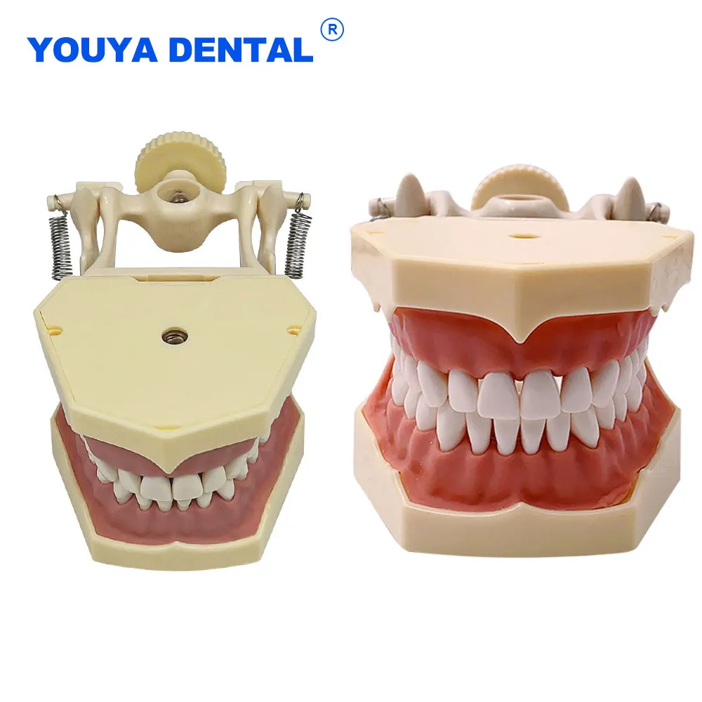 

Dental Teaching Model Practice Gum With Removable Tooth Fit For Frasaco Typodont Teeth Model Practice Training Studying Models