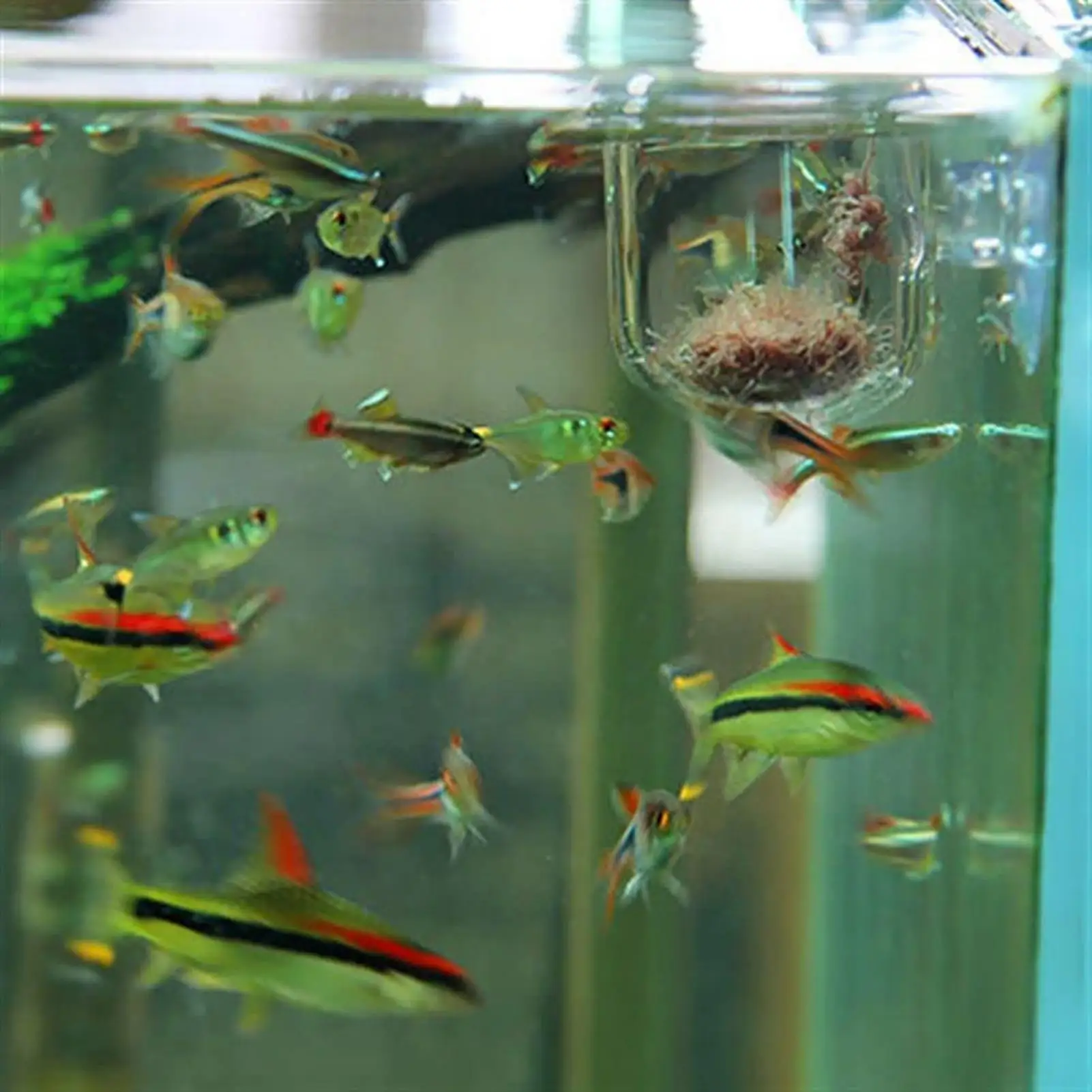 Aquarium-Dekorationspflanzentopf aus Acryl, langlebiger Pflanzentopf mit starkem Saugnapfhalter, Pflanzenzubehör für Aquarien. ﻿ – Detail 4