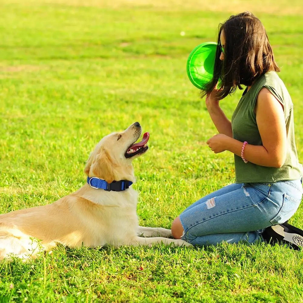 طوق كلب نايلون متين قابل للتعديل ، طوق حيوان أليف كلاسيكي ، مشبك سريع التحرير ، حلقة دي للأولاد والبنات الصغار إلى الكبار #5