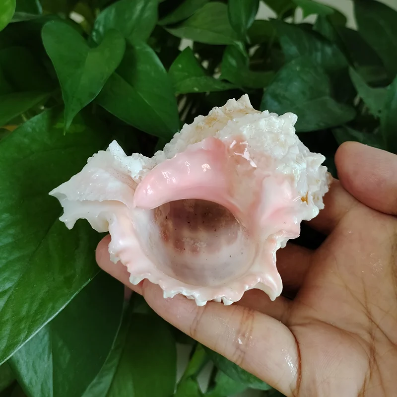 Pink-mouth Murex Shell Big Natural Hermit Crab Large Seashell for Decorating Nautical Beach Decor Conch Collection Fish Tank view 4