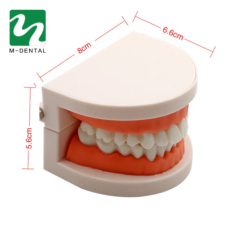 1szt Żywiczny model zębów dentystycznych do nauki Demonstracja Narzędzie Model dentysty Model studenta do nauczania modelu szczęk zębów