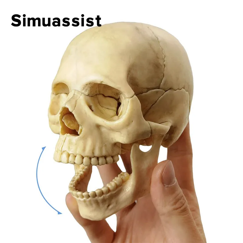 Cráneo clásico desmontable 4D, modelo anatómico, herramienta de enseñanza médica, juego de 15 unidades