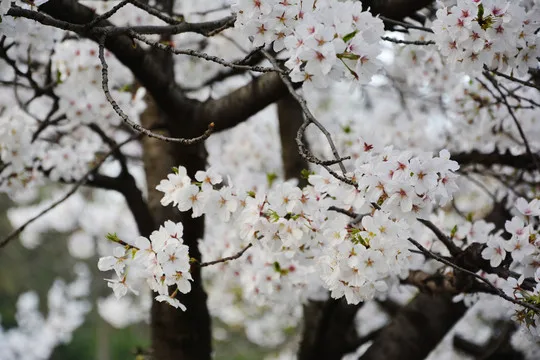 

90mm 4pcs Rubber Tires & nylon Wheel Rims For MN128 MN999 MN86 MJX 10208 Universal