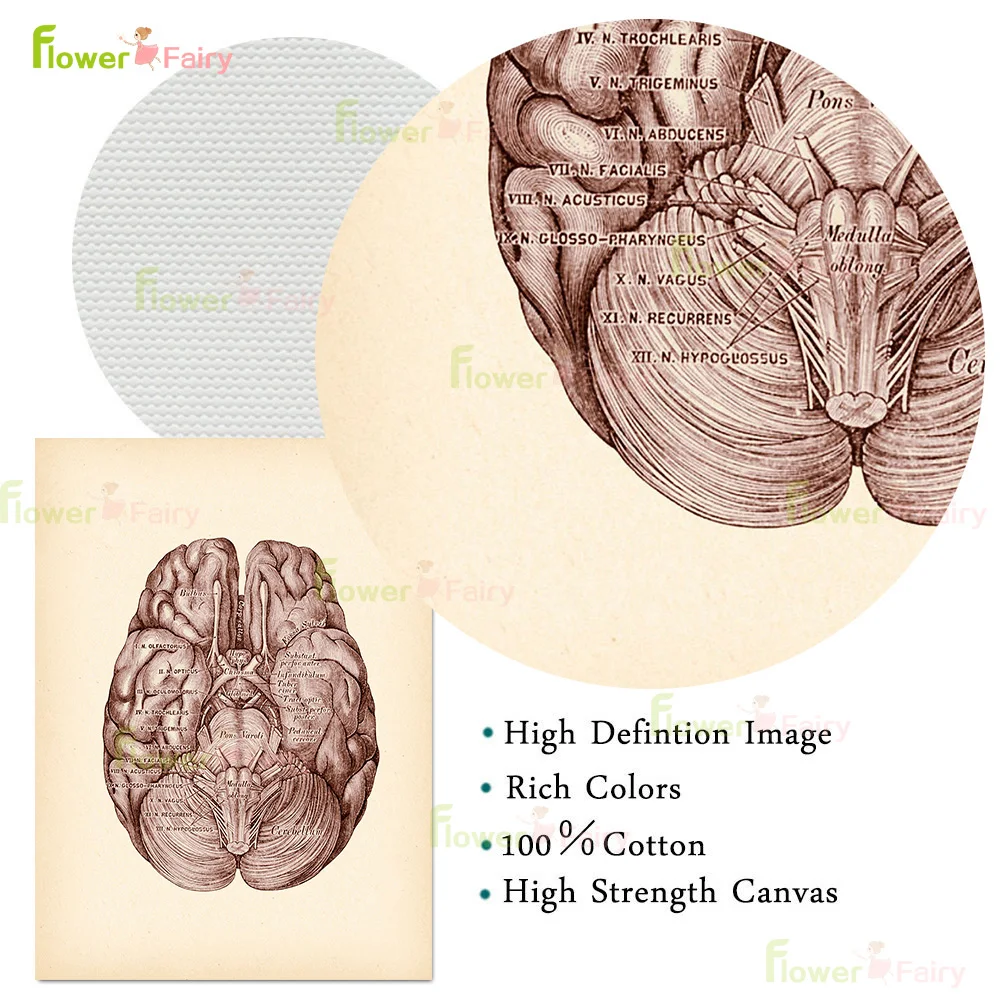 Medical Antique Neurology Heart Cardiologist Poster Wall Art Canvas Painting Home Decor Wall Pictures For Living Room Unframed