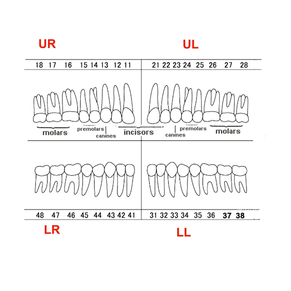 Dental Teeth Model For Frasaco AG3 Typodont Full teeth 32Pcs Screw-in Practice Filling Gingivae Teeth Teach Training