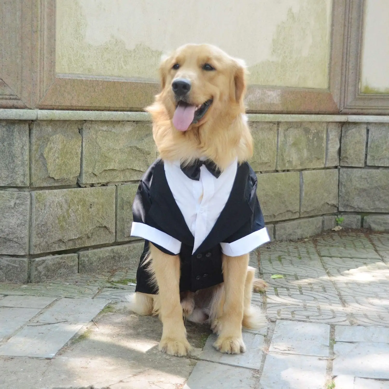 Formal Tuxedo Suit with Black Bow Tie for Large Dogs, Pet Costume, Golden Retriever