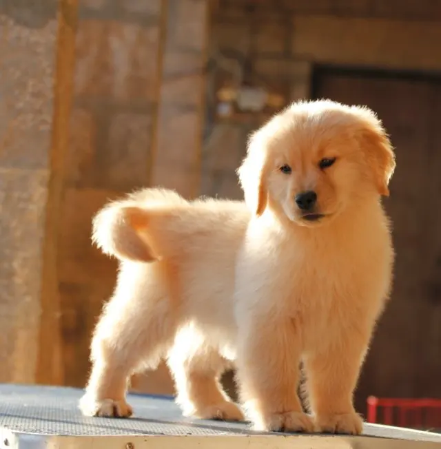 

For Volvo EX40 XC40 All-Weather Car Covers 6-in-1 Waterproof Dustproof UV Proof Snowproof Scratch Resistant Protection