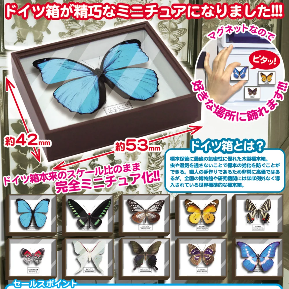

Capsule Gachapon Toy Acrylic Specimen Butterfly Model Ornaments Figure Accessories Gashapon Decoration