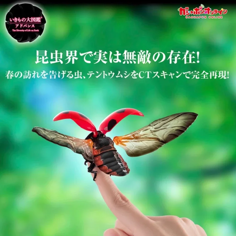 BANDAI Japan Original Kawaii Gashapon Figure Cute Biology Map Artificial Insect Ladybird Capsule Toys Anime Figurine Gift