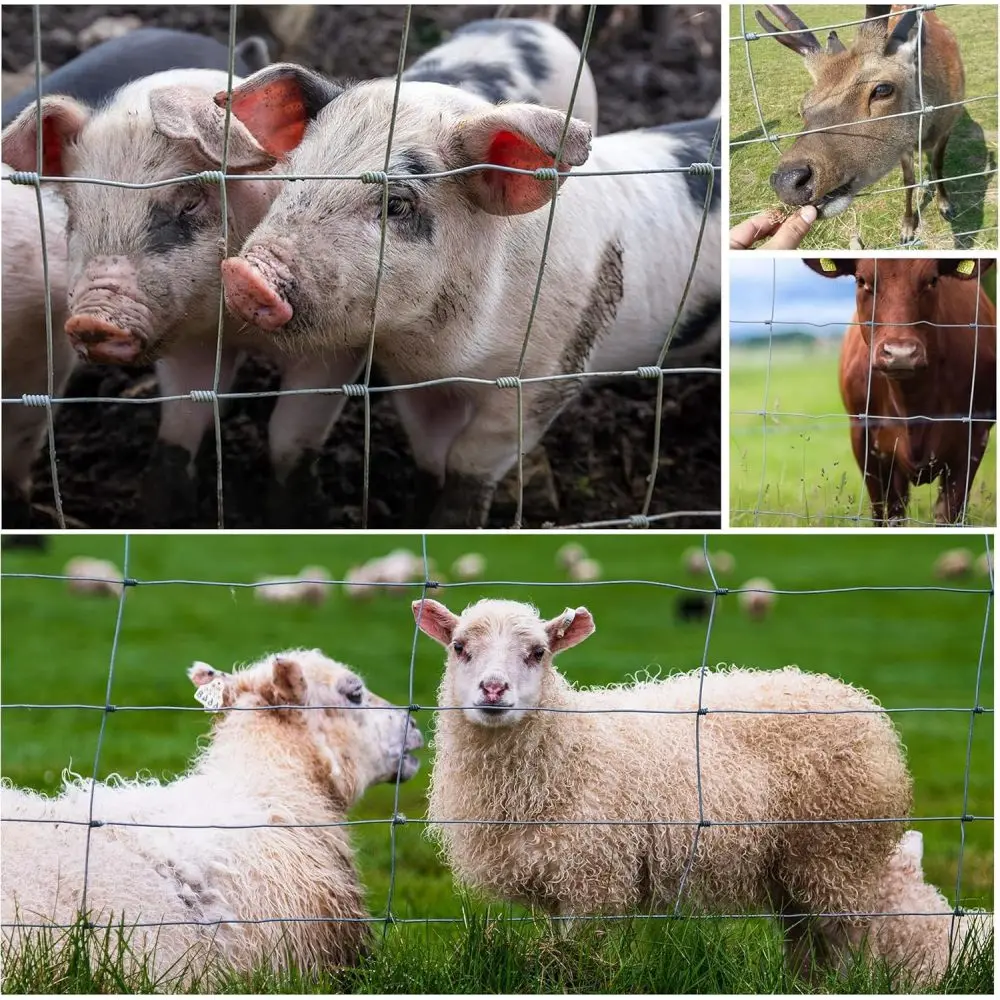 ฟาร์มรั้ว 3x164ft 13Gauge Heavy สังกะสีเคลือบสังกะสี Field รั้วลวัวกวางแพะ Hog สําหรับ YARD ปศุสัตว์ป้องกัน