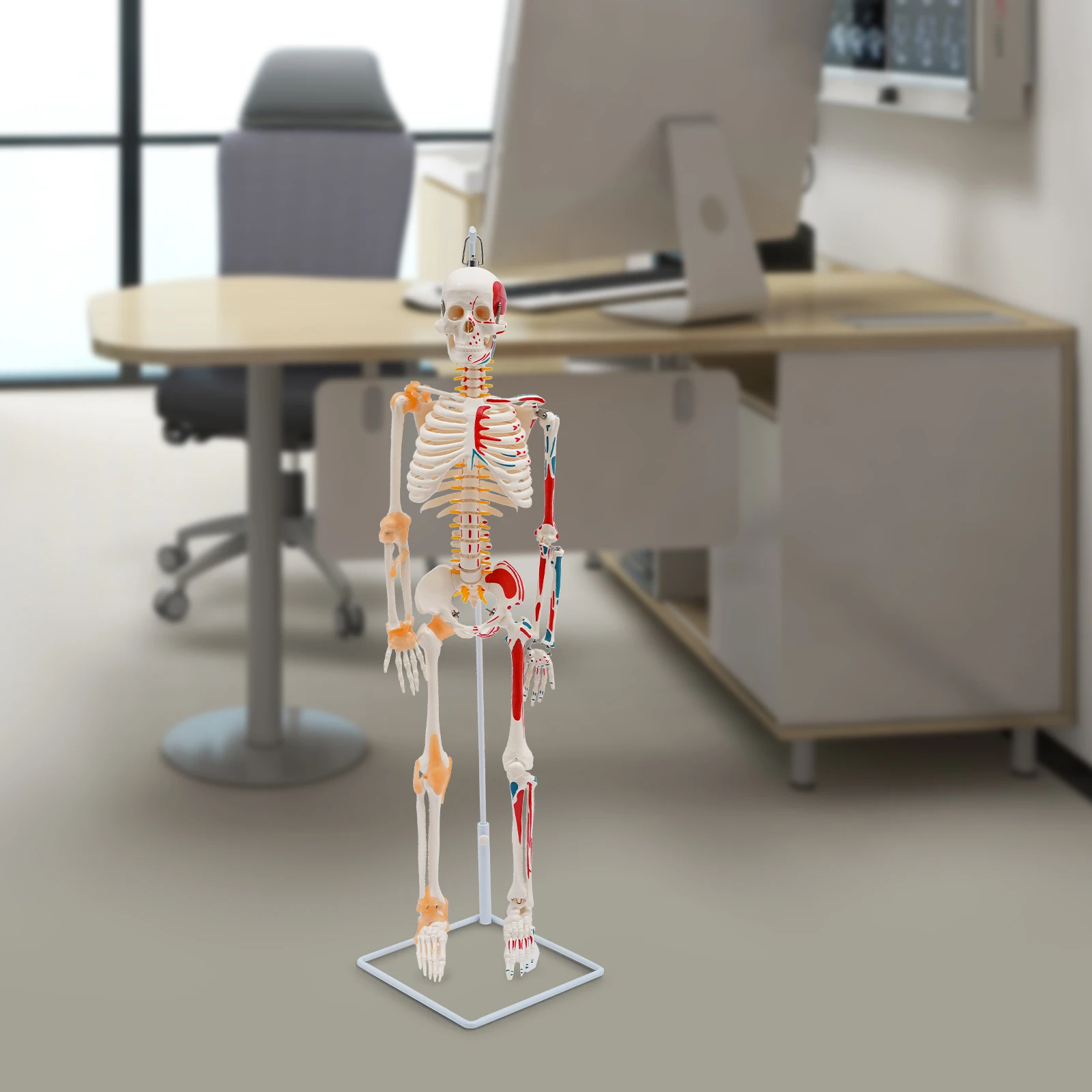 Human Skeleton Model 85cm Anatomical Skeleton With Ligaments Nerves Muscle Markings Medical Teaching Anatomy Model For School Doctor Halloween Decor