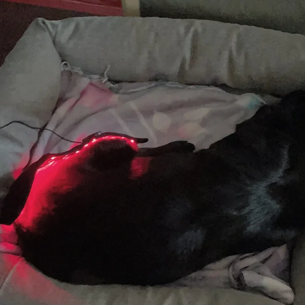 ペットの犬の痛みを軽減するための獣医用赤色光led療法理学療法機器