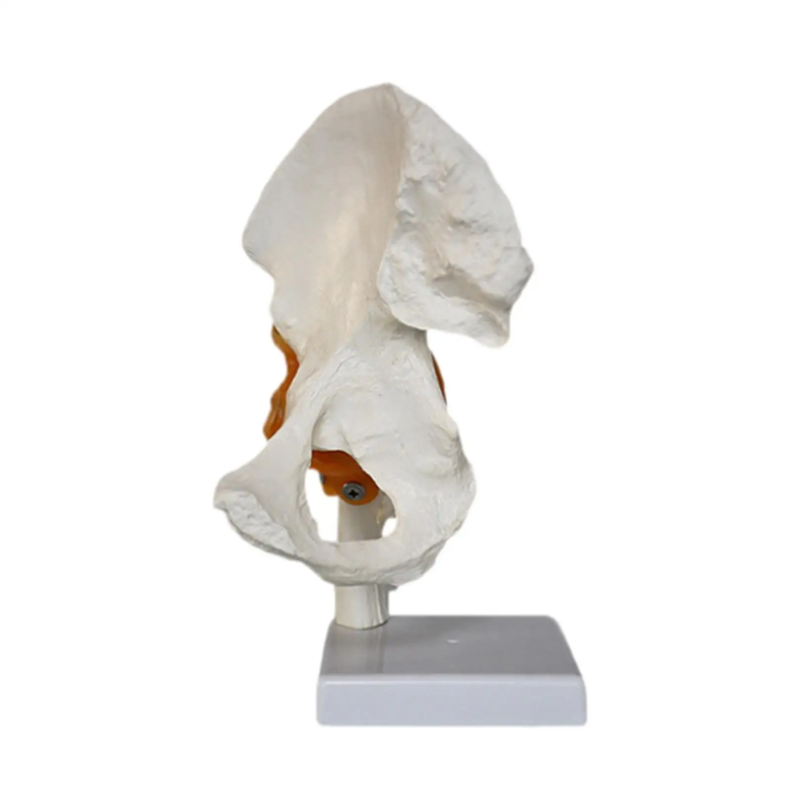 

Human Hip Joint Model Educational with Ligaments for Science Study Display