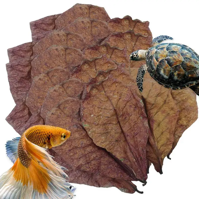 Terminalia Catappa Blätter Betta Garnelenblätter PH Balance Wasserspülung für Aquarium Schildkröten Garnelen Wels Lebensraum