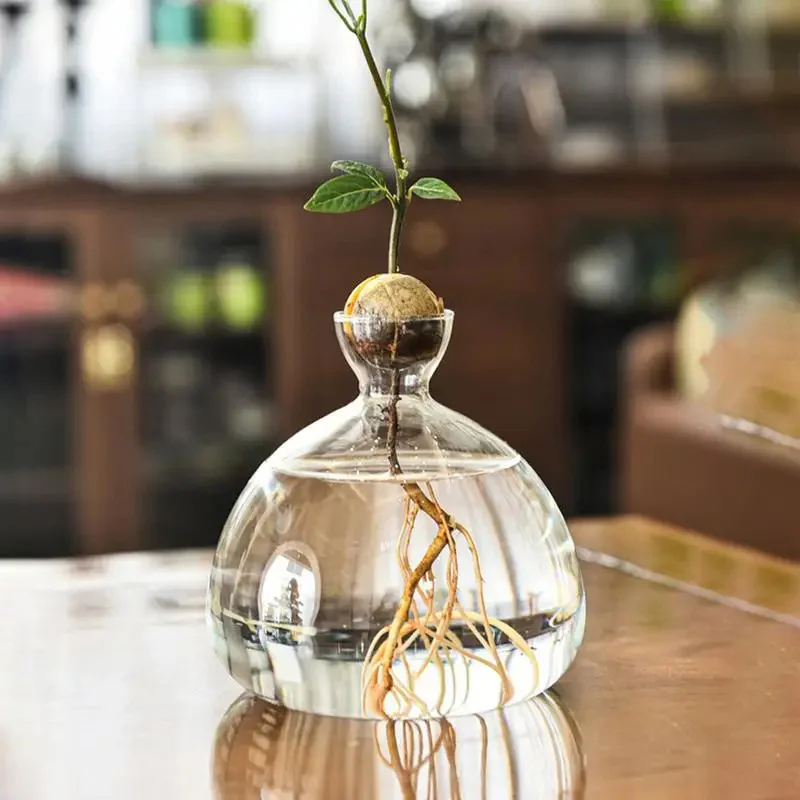 New transparent glass vase for planting avocado seeds, container for gardening tools and accessories