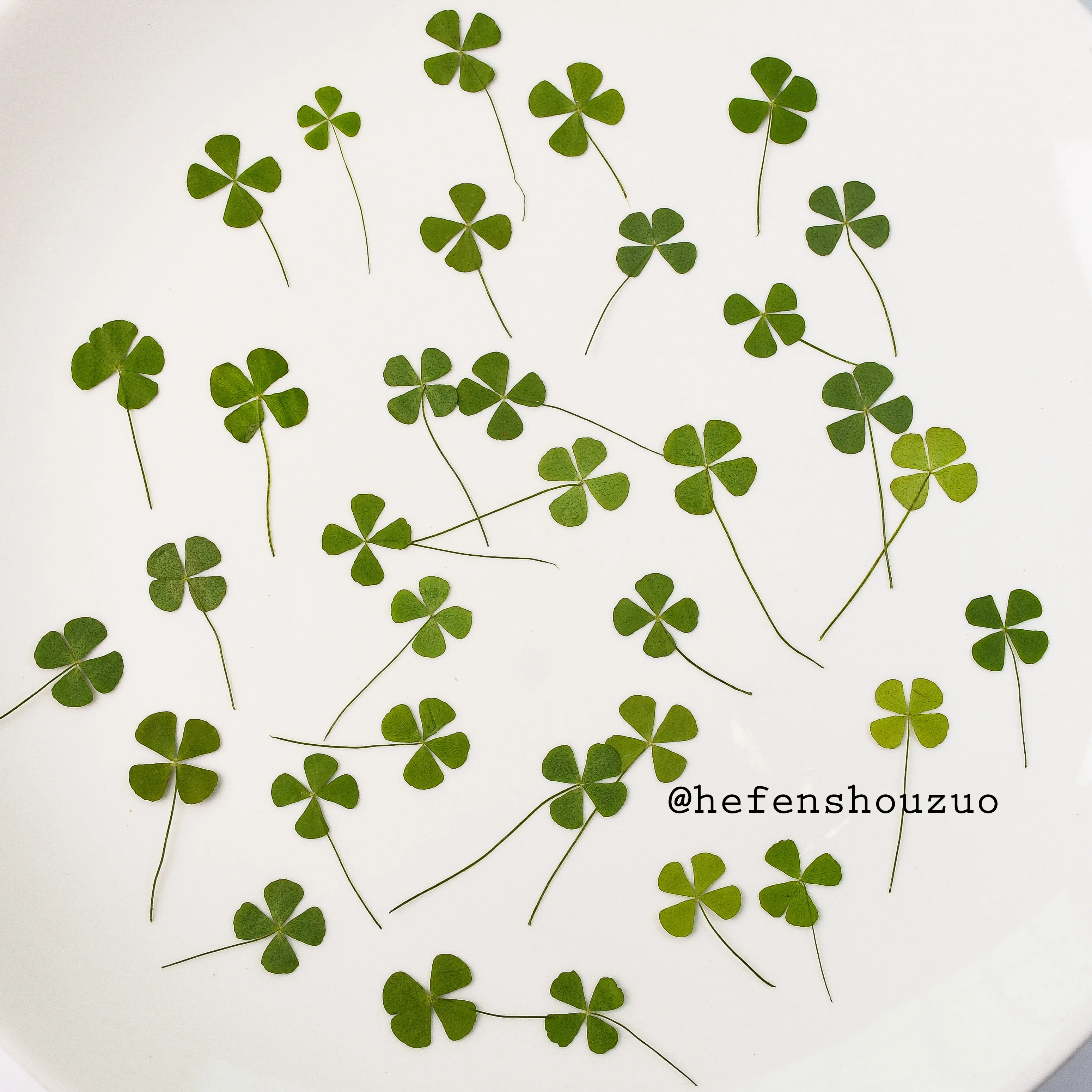 

Four-leaf clover leaf specimens, lucky clover resin dried flowers, DIY handmade materials, natural flower pressed flower leaves