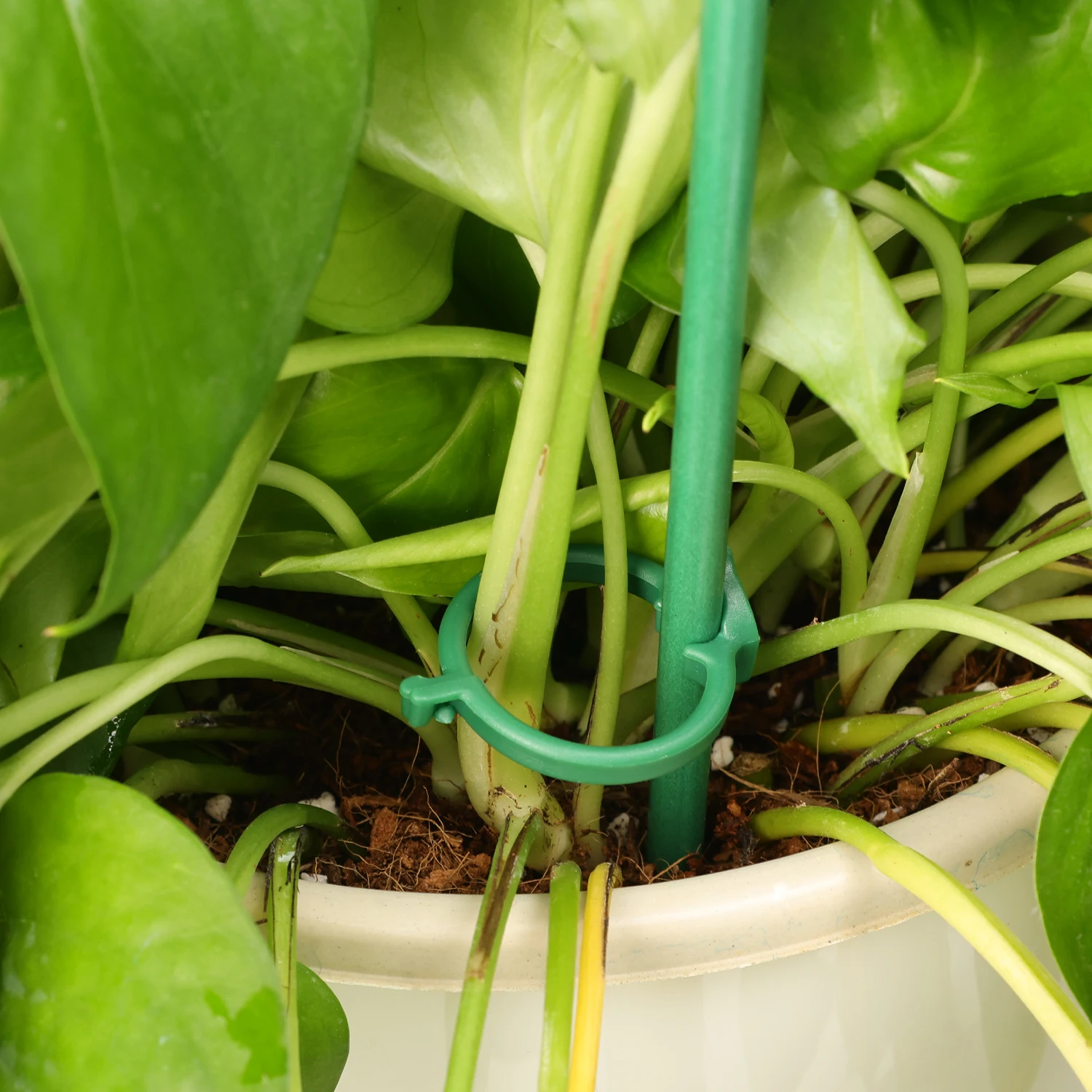 20/5 قطعة يدعم النبات قضيب مكافحة Lodging بين قوسين قابل للتعديل أصائص زرع تعريشة لحديقة حصص زهرة الخضار الكرمة السحلية