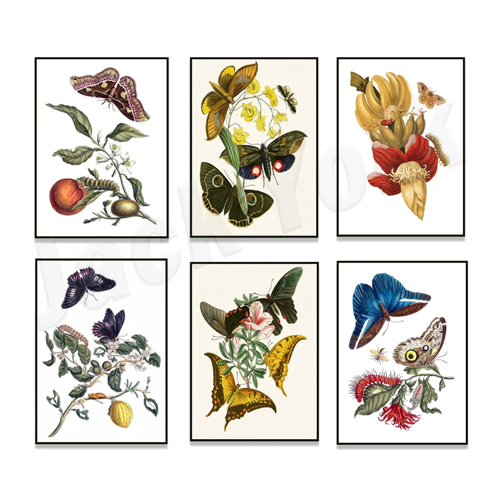 Vintage butterfly art, rothschild moth, swallowtail butterfly, borneo butterfly, life cycle insect print, nature insect poster