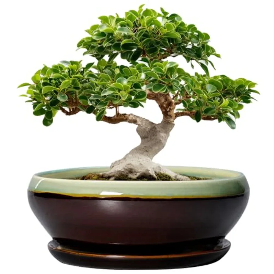 

Bonsai Pots 12 Inch - Large Ceramic Pots for Succulents with Drainage Hole and Saucer Shallow Planter for Indoor Plants Outdoor
