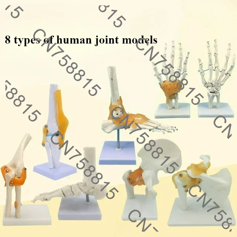 Medical teaching supplies, human joint models, knees/shoulders/elbows/hands/feet/hips, bones and ligaments