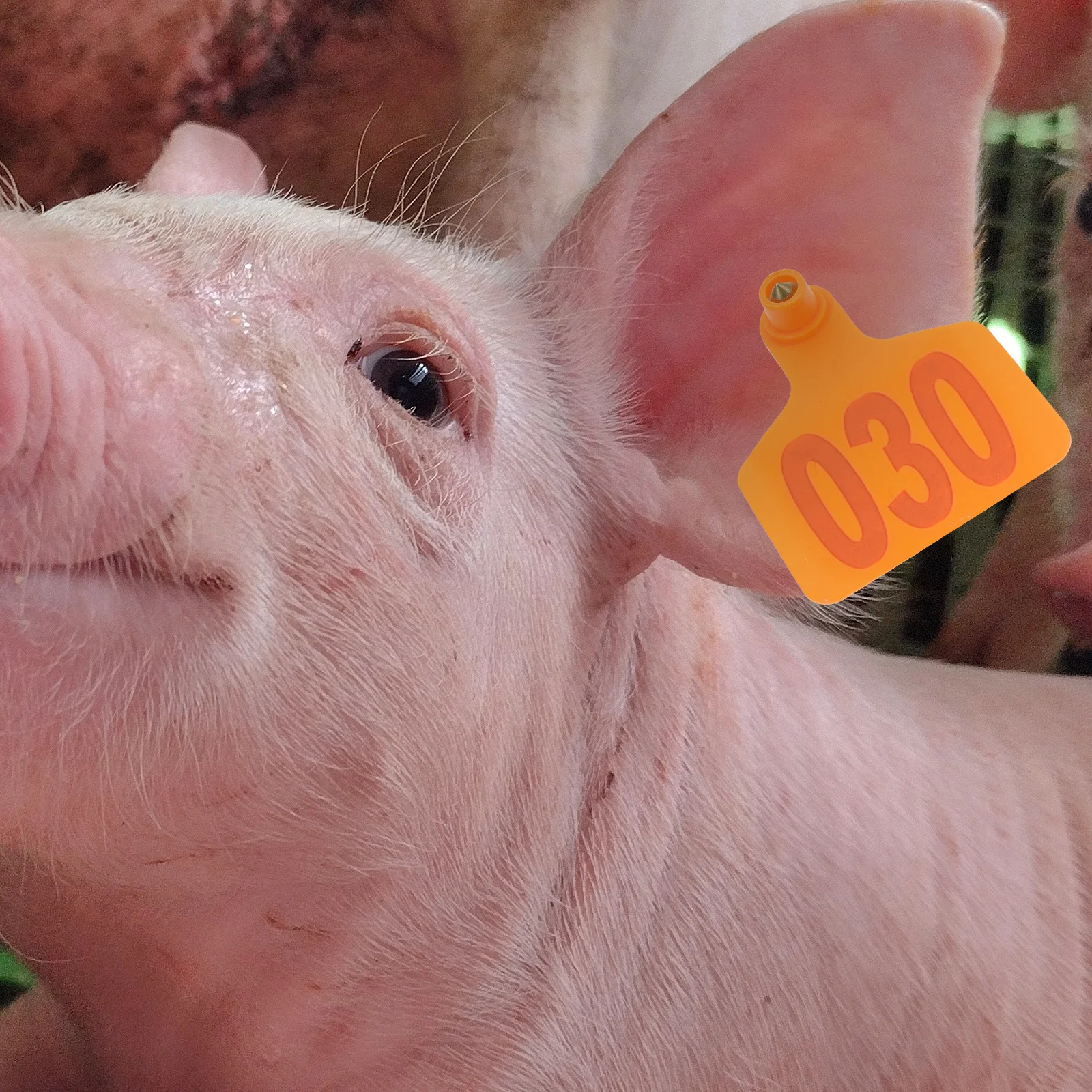 

Cattle Ear Numbered Plastic Cow Ear Tags for Sheep Goat Pig Horse Identification Durable Animal ID Tags