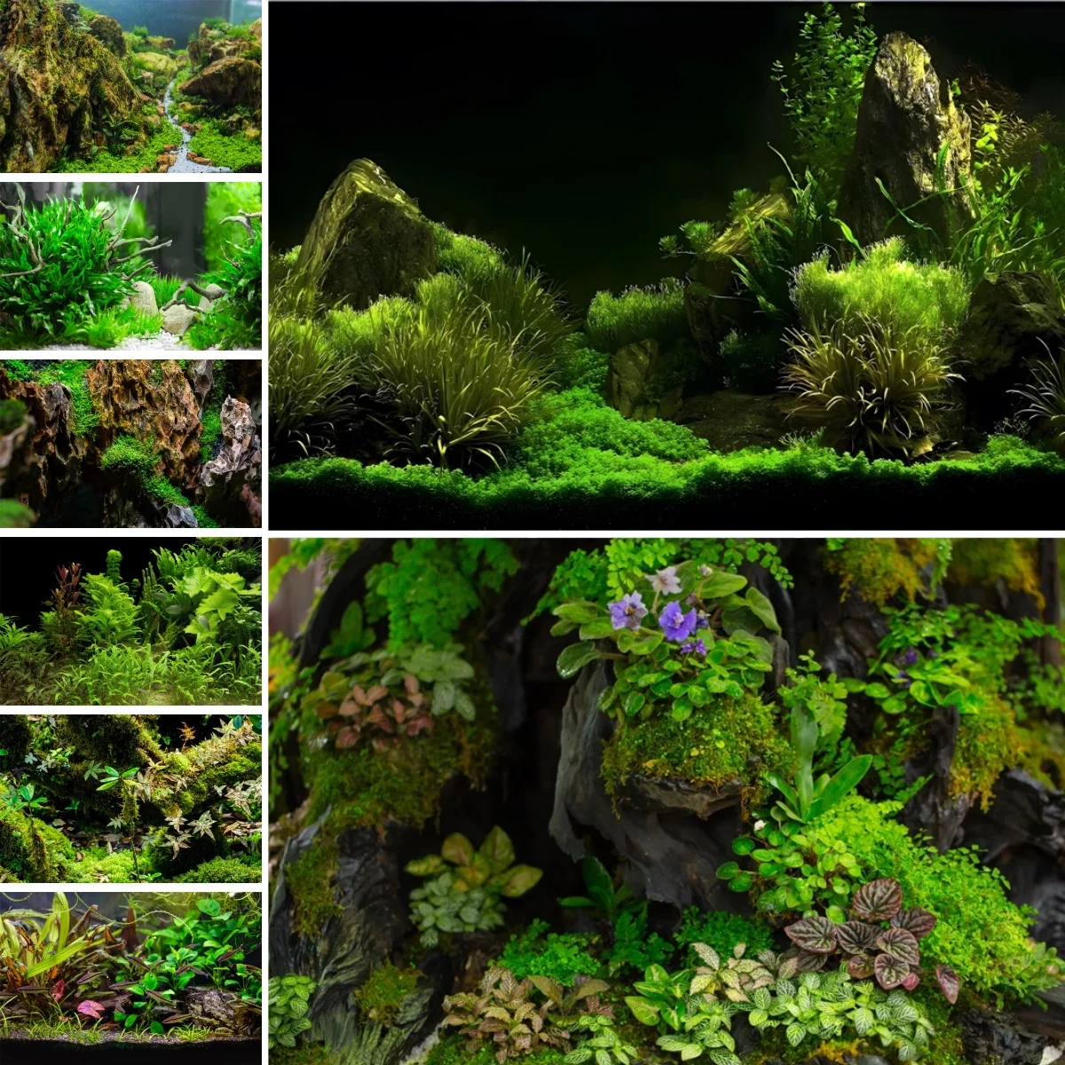 Planted Aquarium Photos - 수중 잔디 사진 배경 조경 어항