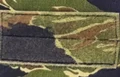 Jungle Tiger Spot