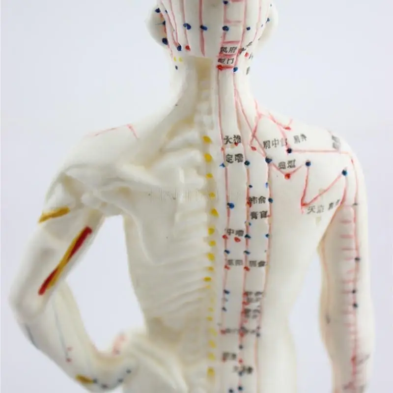 Medical Chinese / English Medicine Meridians Acupuncture and Moxibustion Model Point Mannequin Acupuncture Manikin Model 26cm
