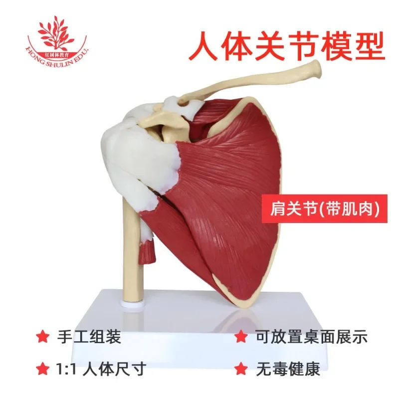 

Human Skeleton Shoulder Scapula Clavicle Muscle Model Joint Functional Ligament Medical Teaching Aid