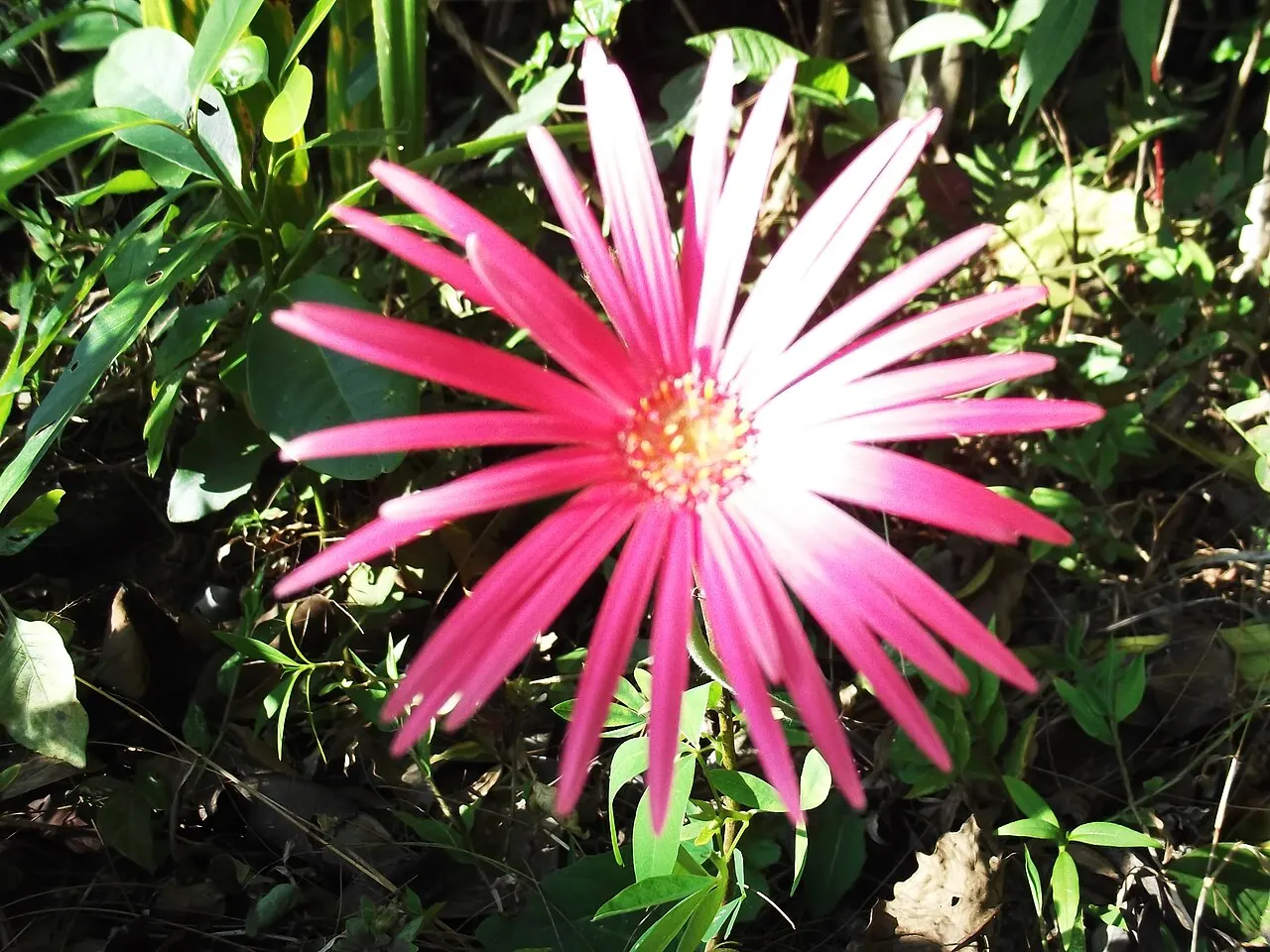 173 Uds. Semillas de Margarita Gigante Rosa Vibrante, Margarita Gigante de Colores Muy Vivos para Maceta, Jardín y Flor Cortada